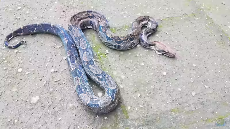 Boa Imperator im Terrarium halten (Einrichtungsbeispiele mit Kaiserboa)