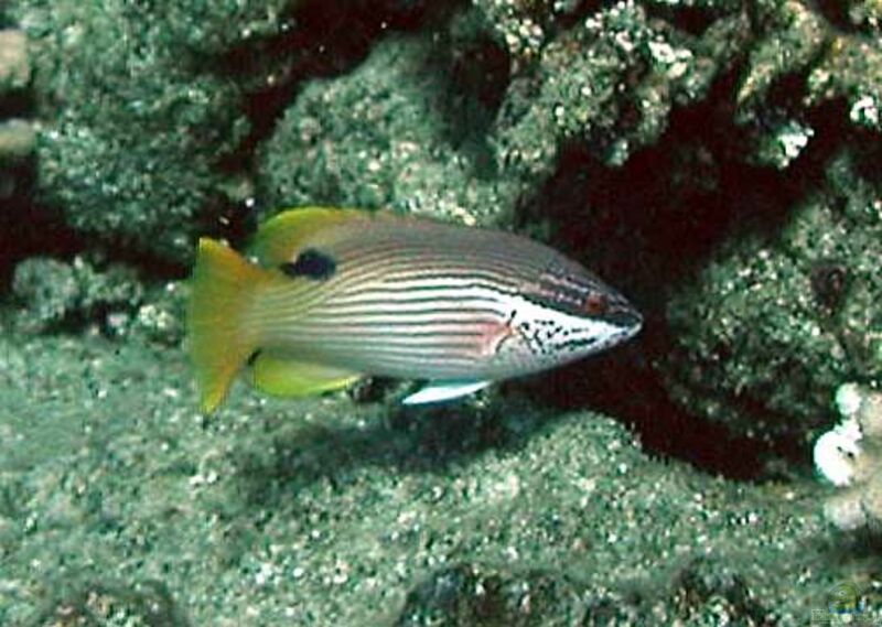 Bodianus albotaeniatus im Aquarium halten (Einrichtungsbeispiele für Hawaii-Zahnlippfisch)  - Bodianus-albotaeniatusaquarium