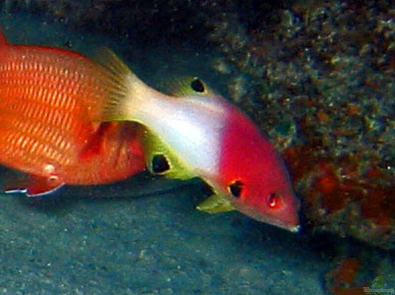 Bodianus axillaris im Aquarium halten (Einrichtungsbeispiele für Achselfleck-Schweinslippfisch)  - Bodianus-axillarisaquarium