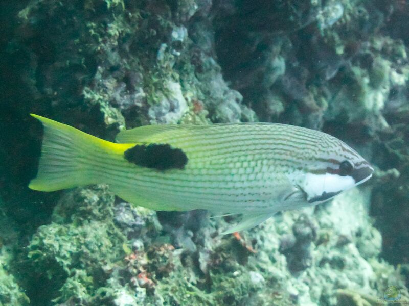 Bodianus bilunulatus im Aquarium halten (Einrichtungsbeispiele für Schwarzfleck-Lippfisch)  - Bodianus-bilunulatusaquarium
