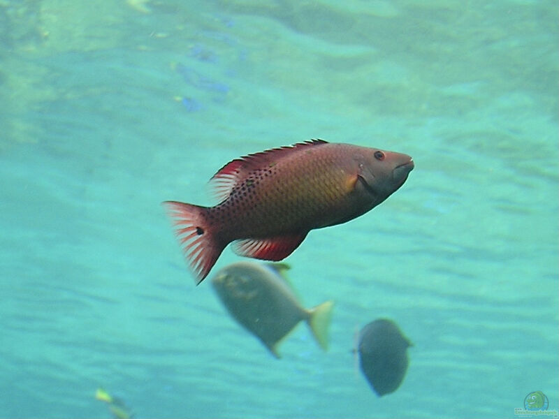 Bodianus diana im Aquarium halten (Einrichtungsbeispiele für Diana Lippfisch)  - Bodianus-dianaaquarium
