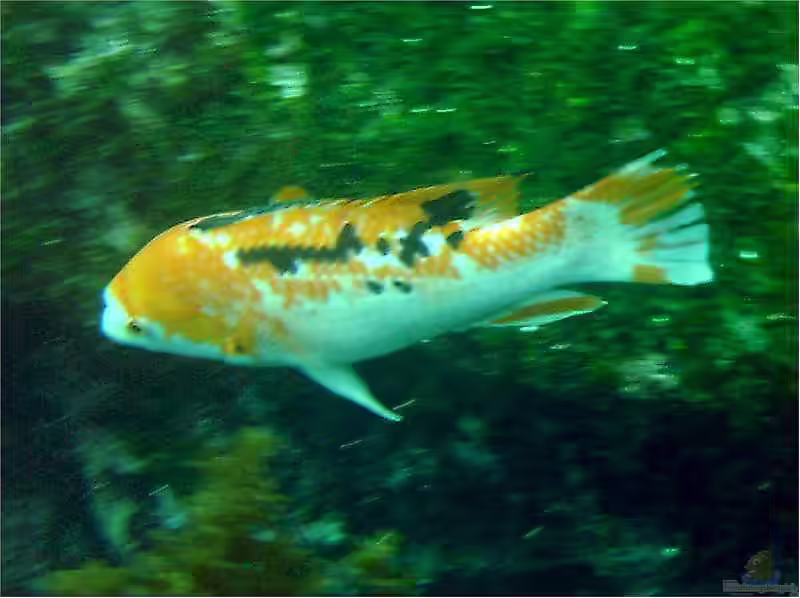 Bodianus eclancheri im Aquarium halten (Einrichtungsbeispiele für Harlekin-Lippfisch)
