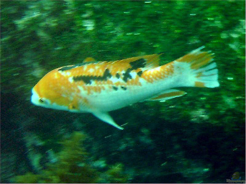 Bodianus eclancheri im Aquarium halten (Einrichtungsbeispiele für Harlekin-Lippfisch)