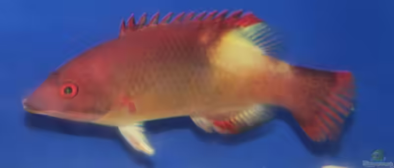 Bodianus neilli im Aquarium halten (Einrichtungsbeispiele für Neills Schweinslippfisch)