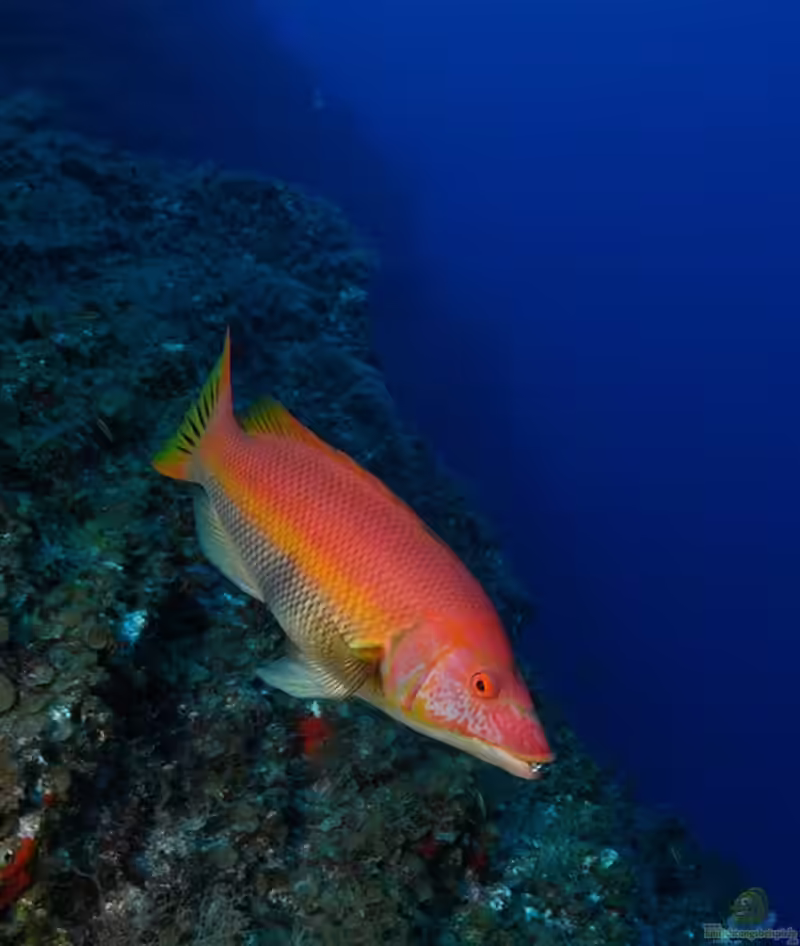 Bodianus scrofa im Aquarium halten (Einrichtungsbeispiele für Roter Schweinslippenfisch)