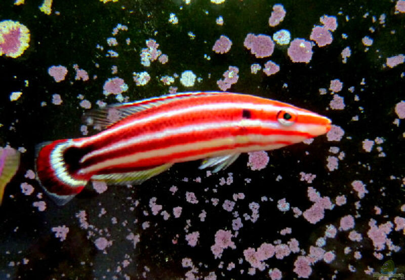 Bodianus sepiacaudus im Aquarium halten (Einrichtungsbeispiele für Zuckerstangen-Lippfisch)  - Bodianus-sepiacaudusaquarium