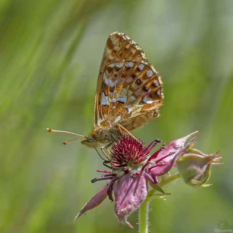 Hochmoor-Perlmutterfalter im Garten (Einrichtungsbeispiele mit Boloria aquilonaris)