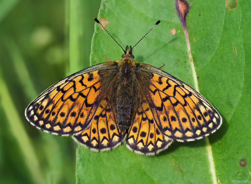 Randring-Perlmutterfalter: Boloria eunomia im Garten (Einrichtungsbeispiele mit Boloria eunomia)