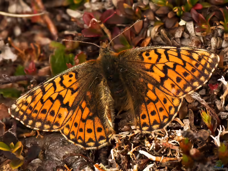 Ähnlicher Perlmuttfalter im Garten (Einrichtungsbeispiele mit Boloria napaea)