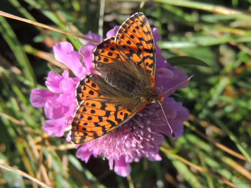 Alpenmatten-Perlmuttfalter im Garten (Einrichtungsbeispiele mit Boloria pales)