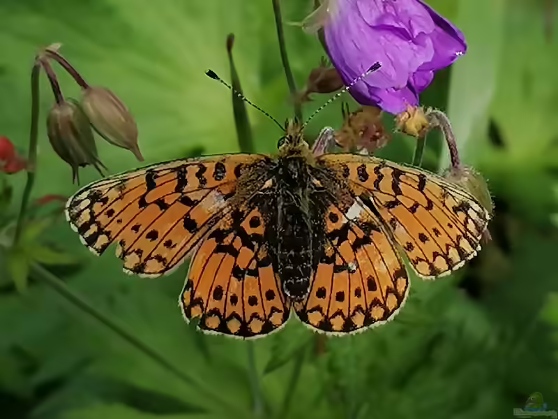 Braunfleckiger-Perlmutterfalter im Garten (Einrichtungsbeispiele mit Boloria selene)