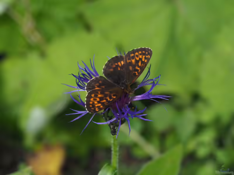 Alpen-Perlmutterfalter im Garten (Einrichtungsbeispiele mit Boloria thore)