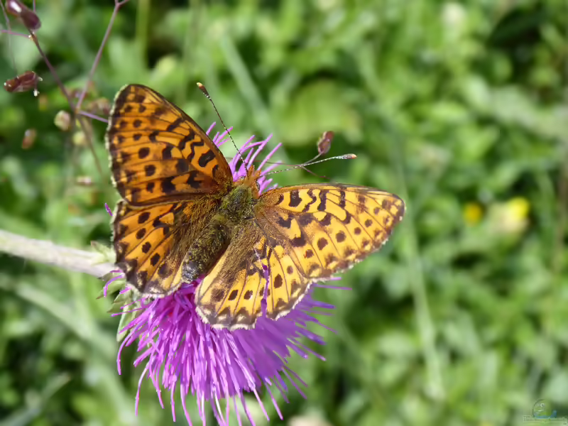 Natterwurz-Perlmutterfalter: Boloria titania im Garten (Einrichtungsbeispiele mit Boloria titania)