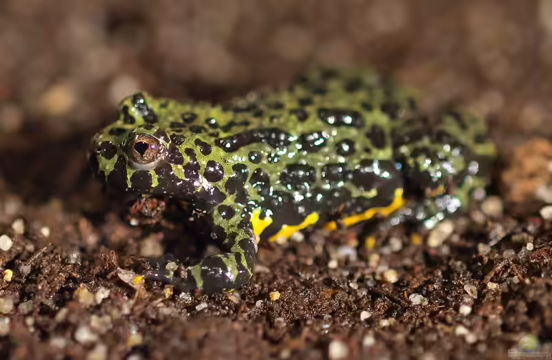 Bombina orientalis im Terrarium halten (Einrichtungsbeispiele mit Chinesische Rotbauchunke)