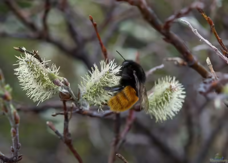 Bombus alpinus im Garten (Einrichtungsbeispiele mit Alpenhummel)