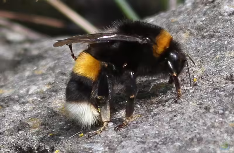 Bombus cryptarum im Garten (Einrichtungsbeispiele mit Heide-Erdhummel)