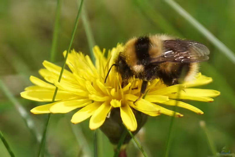 Bombus hortorum im Garten (Einrichtungsbeispiele mit Gartenhummel)