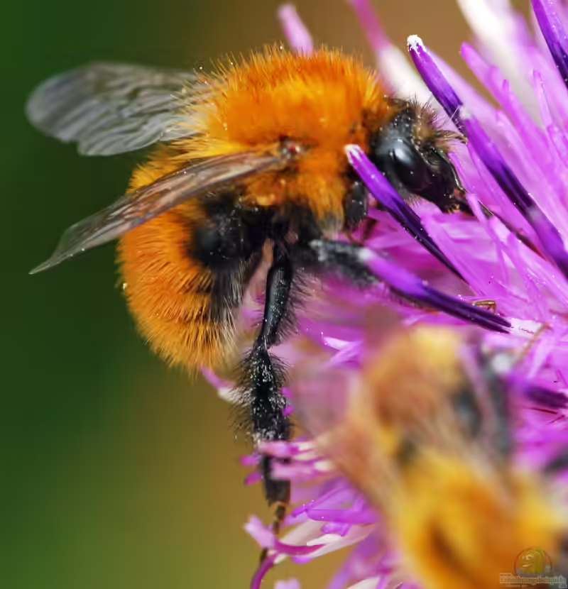 Bombus muscorum im Garten (Einrichtungsbeispiele mit Mooshummel)