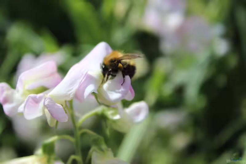 Bombus pascuorum im Garten (Einrichtungsbeispiele mit Ackerhummel)