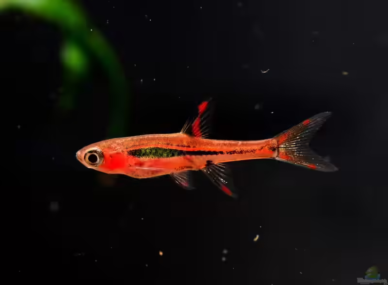 Boraras brigittae im Aquarium halten (Einrichtungsbeispiele mit Moskitobärbling)
