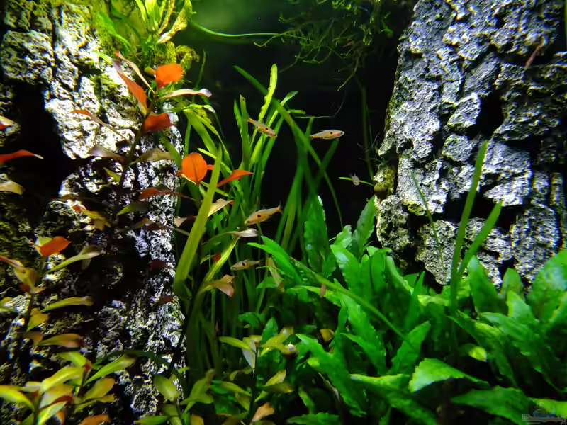 Boraras naevus im Aquarium halten (Einrichtungsbeispiele mit Petch Noi Zwergbärbling)
