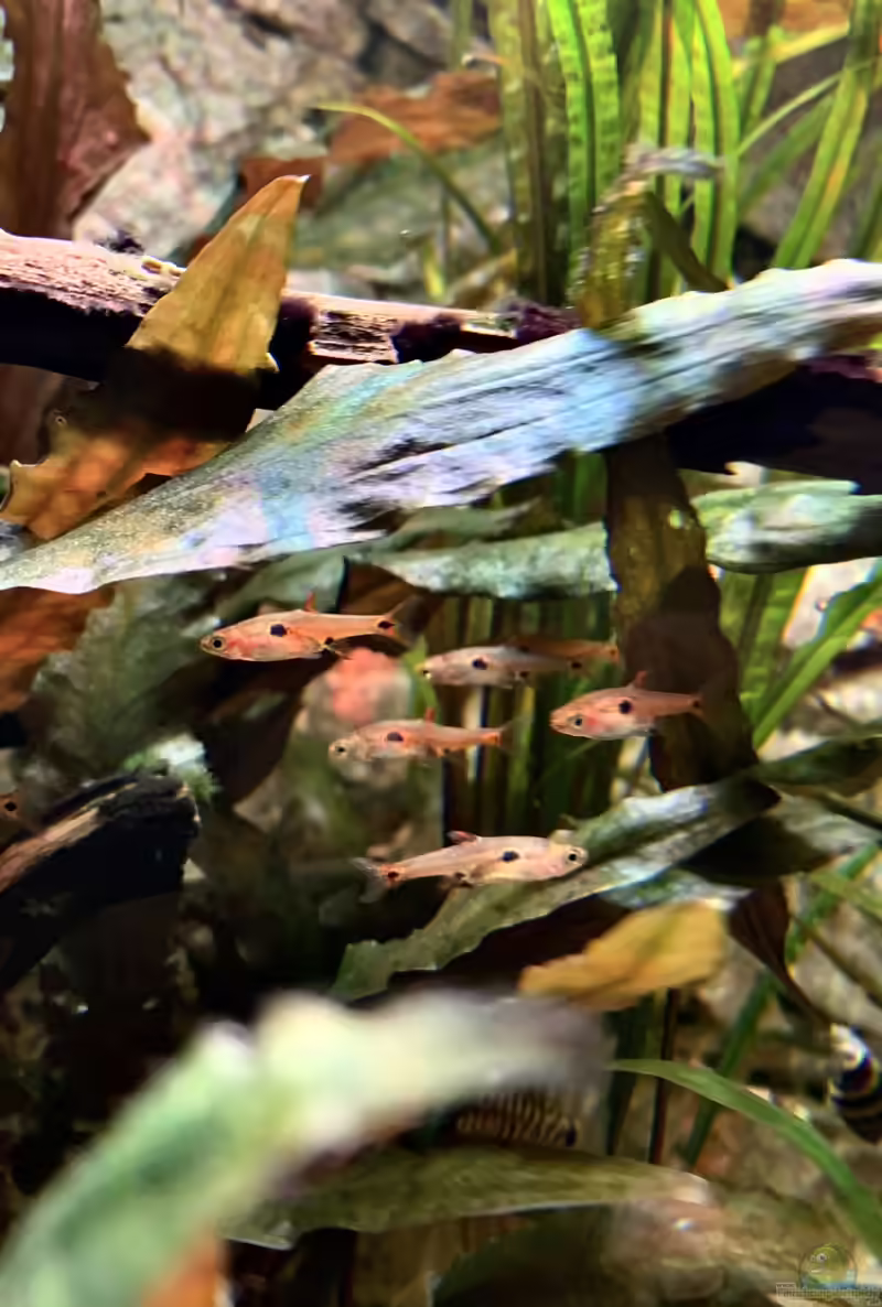 Boraras-Arten im Aquarium halten (Einrichtungsbeispiele mit Boraras)