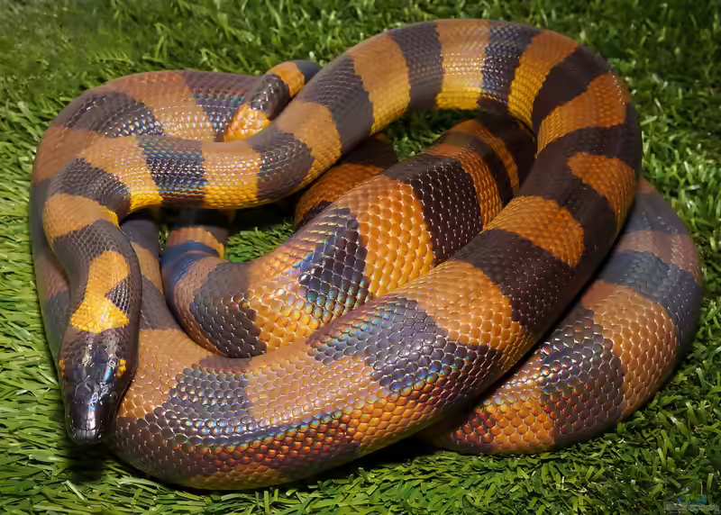 Bothrochilus boa: Bismarck-Ringpython im Terrarium halten (Einrichtungsbeispiele mit Bismarck-Ringpython)