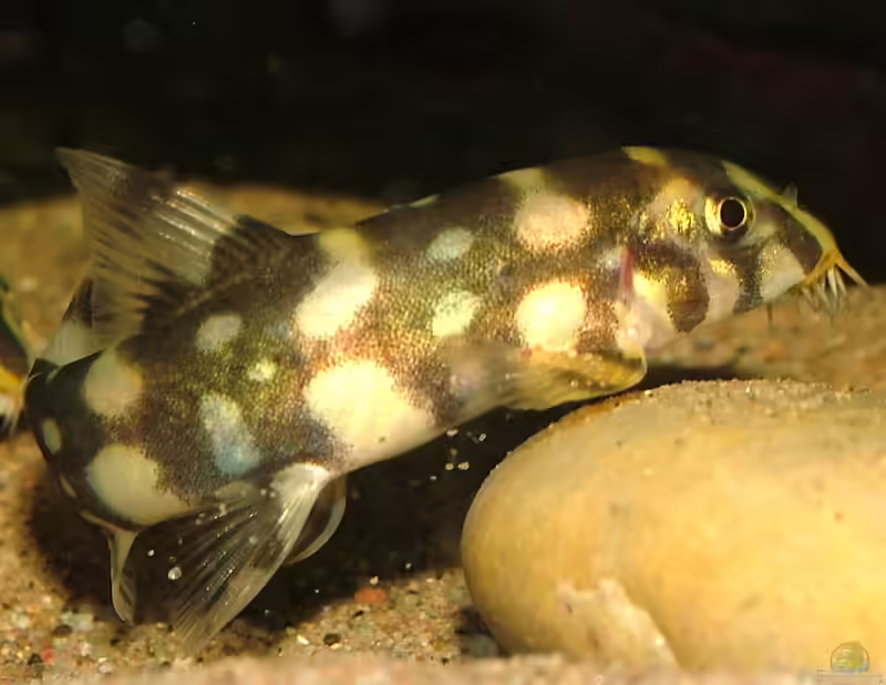 Botia kubotai im Aquarium halten (Einrichtungsbeispiele mit Sternchenschmerle)