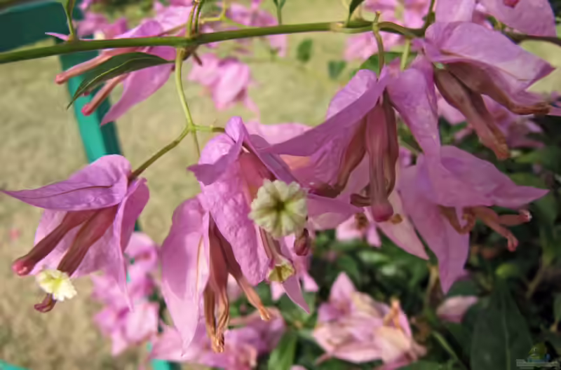 Bougainvillea peruviana im Garten pflanzen (Einrichtungsbeispiele mit Peruanische Drillingsblume)
