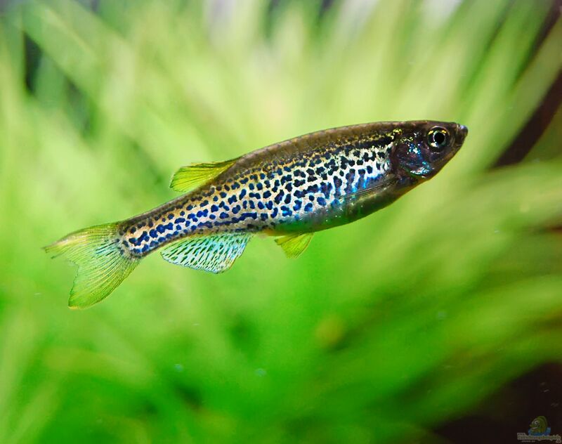 Brachydanio frankei im Aquarium halten (Einrichtungsbeispiele für Leopardbärblinge)