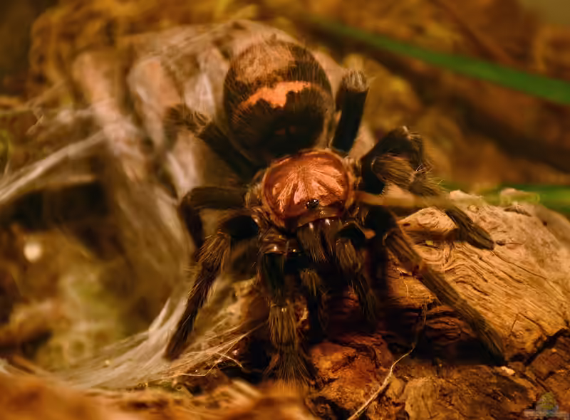 Brachypelma albiceps im Terrarium halten (Einrichtungsbeispiele mit Mexikanische Goldvogelspinne)