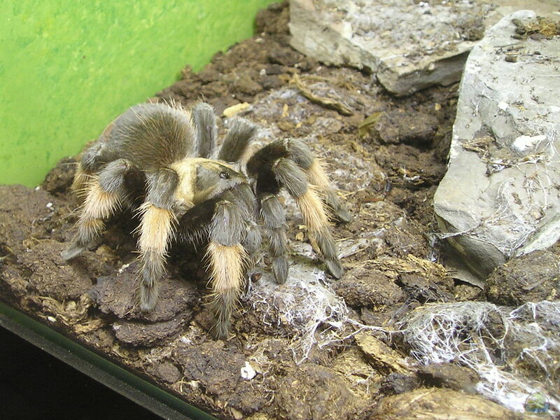 Brachypelma emilia halten (Einrichtungsbeispiele für Orangebein-Vogelspinnen)