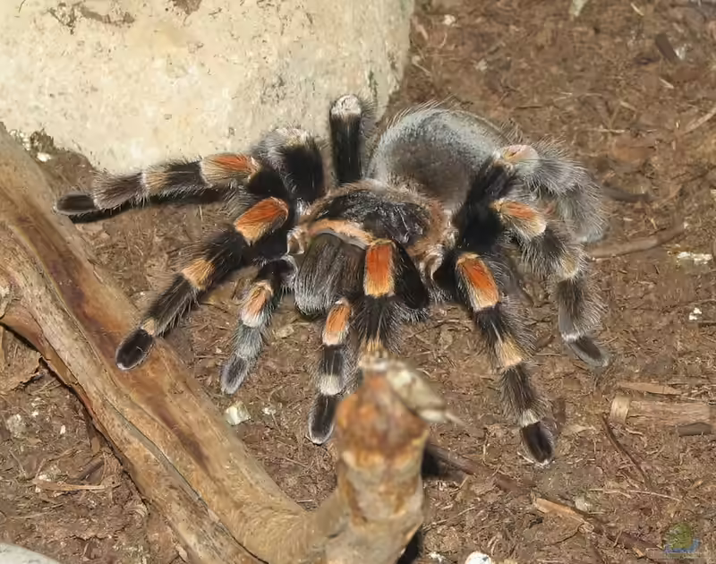 Brachypelma smithi halten (Einrichtungsbeispiele für Mexikanische Rotbein-Vogelspinnen)