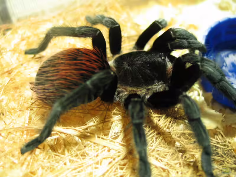 Brachypelma vagans halten (Einrichtungsbeispiele für Schwarzrote Vogelspinnen)