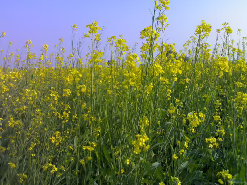 Brassica juncea im Garten pflanzen (Einrichtungsbeispiele mit Brauner Senf)