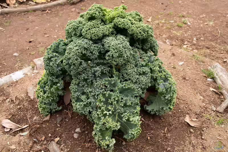 Brassica oleracea var. acephala im Garten pflanzen (Einrichtungsbeispiele mit Baumkohl)