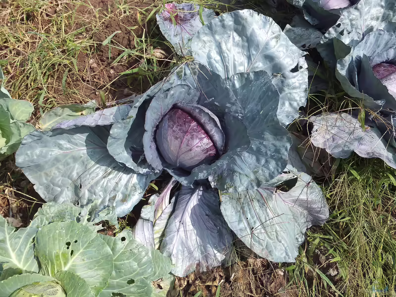 Brassica oleracea var. capitata f. rubra im Garten pflanzen (Einrichtungsbeispiele mit Rotkohl)