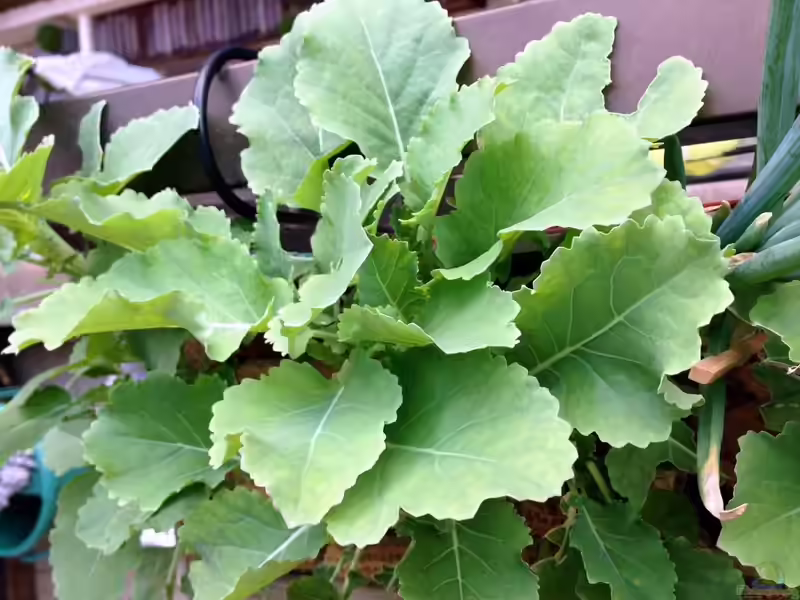 Brassica oleracea var. ramosa im Garten pflanzen (Einrichtungsbeispiele mit Ewiger Kohl)