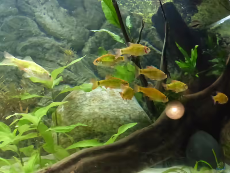 Barbodes semifasciolatus im Aquarium halten (Einrichtungsbeispiele mit Brokatbarben)