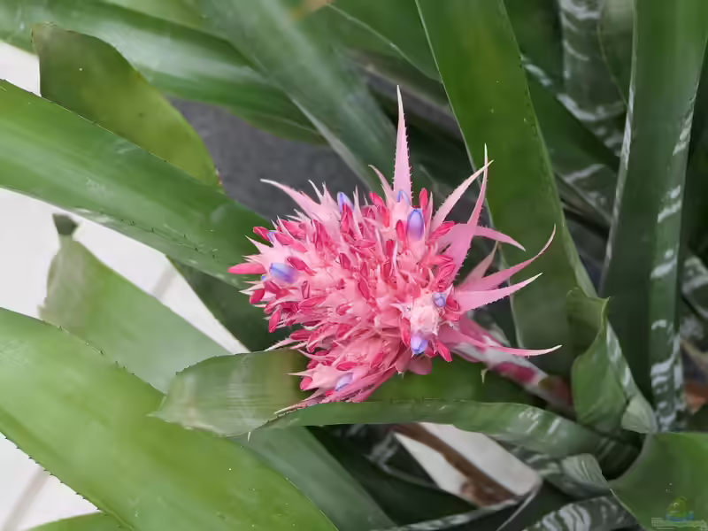 Bromelien im Terrarium pflegen (Terrariumbeispiele für Ananasgewächse)