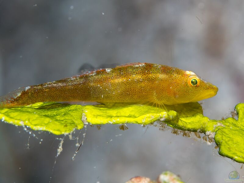 Bryaninops amplus im Aquarium halten (Einrichtungsbeispiele für Gorgonien-Zwerggrundel)