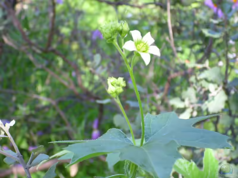 Bryonia dioica im Garten pflanzen (Einrichtungsbeispiele mit Rotfrüchtige Zaunrübe)