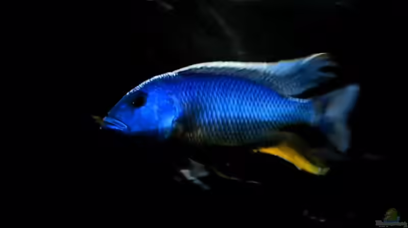 Aquarien mit Buccochromis atritaeniatus