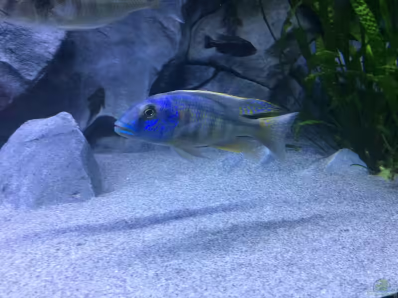 Buccochromis heterotaenia im Aquarium halten (Einrichtungsbeispiele mit Buccochromis heterotaenia)