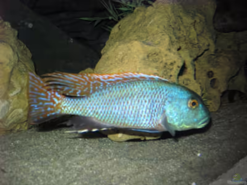 Buccochromis nototaenia im Aquarium halten (Einrichtungsbeispiele mit Buccochromis nototaenia)
