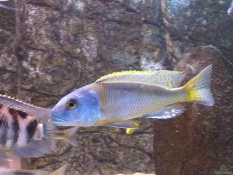 Buccochromis rhoadesii im Aquarium halten (Einrichtungsbeispiele mit Buccochromis rhoadesii)