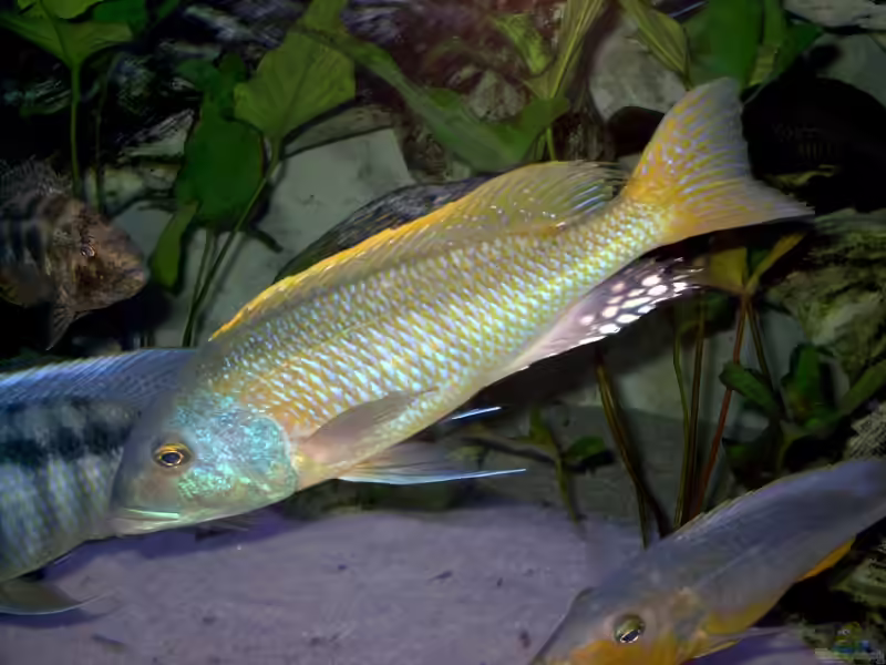 Die Gattung Buccochromis - Große Räuber aus dem Malawisee (Einrichtungsbeispiele mit Buccochromis-Arten)