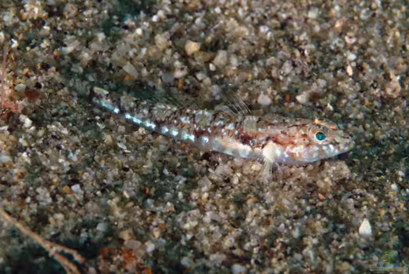 Buenia affinis im Aquarium halten (Einrichtungsbeispiele für De Buens-Grundel)