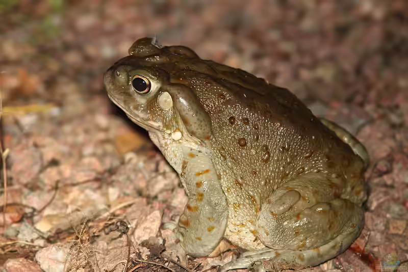 Bufo alvarius im Terrarium halten (Einrichtungsbeispiele mit Coloradokröte)