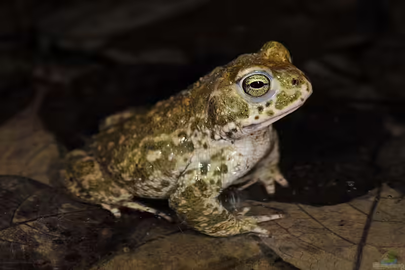 Bufo calamita im Gartenteich (Einrichtungsbeispiele mit Kreuzkröte)